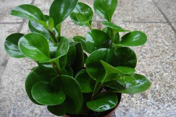 碧玉葉子卷是怎么回事，五種原因以及解決方法