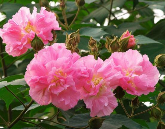 大巖桐與芙蓉的區(qū)別，解析最直觀三種分辨方法