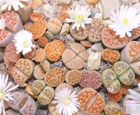 生石花夏天發(fā)皺，保持散射光環(huán)境/盆土疏松透氣