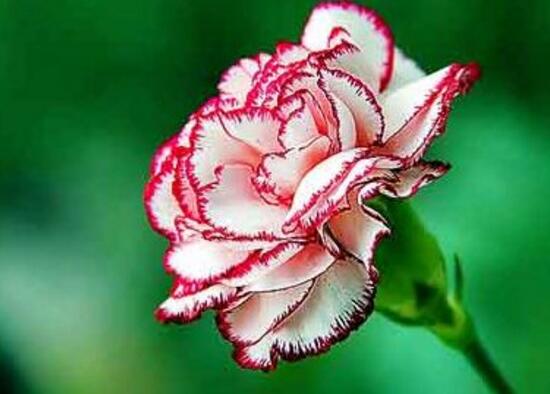 康乃馨有毒嗎，康乃馨能養(yǎng)在臥室嗎