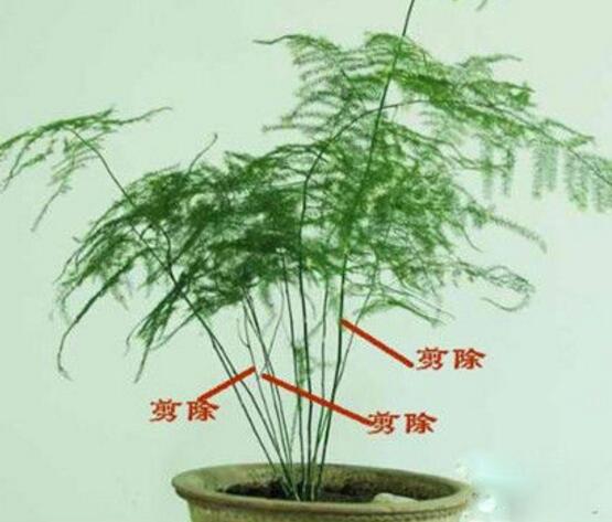 文竹怎么修剪，文竹的修剪方法圖解