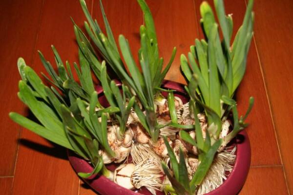 水仙花的蟲(chóng)害防治方法，預(yù)防病害一定要對(duì)癥下藥