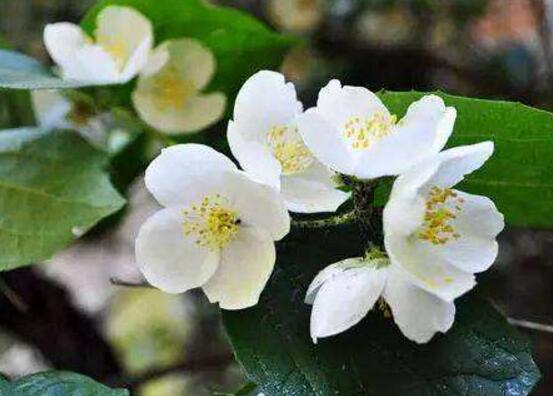 盆栽茉莉花怎么施肥，做好五點就能生長郁郁蔥蔥