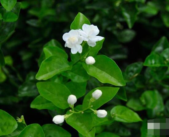 茉莉適合放在室內(nèi)嗎，非常適合/心情愉悅、改善睡眠