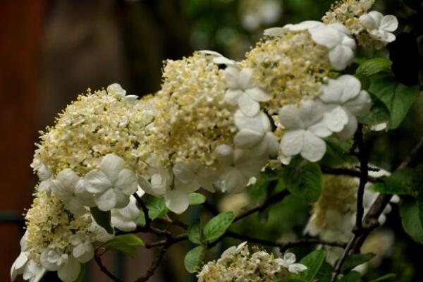 瓊花和繡球花的區(qū)別，最大的區(qū)別就是科屬不同