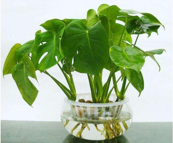 龜背竹可以水培嗎，龜背竹水培方法