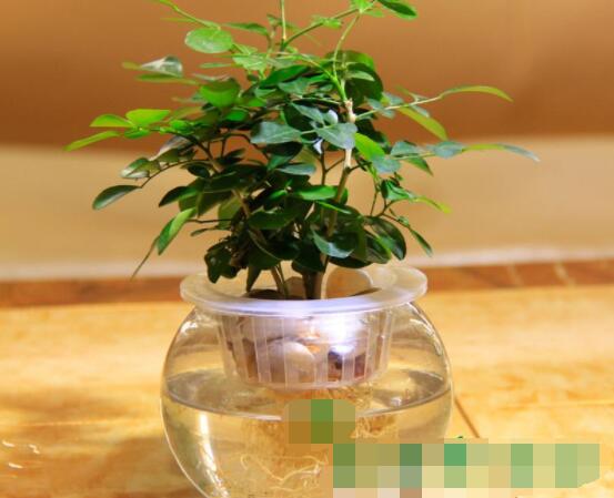 九里香的養(yǎng)殖方法水培，教你四個步驟水培爆盆