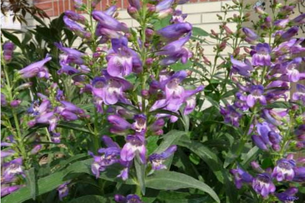 釣鐘柳怎么養(yǎng)殖，不能使用酸性土壤進行養(yǎng)護