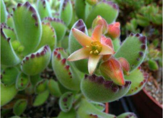 熊童子什么時(shí)候開花，基本上都是在夏末秋初開花