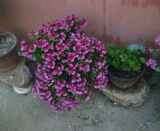 天竺葵水插幾天生根，最快可一個星期生長出根系來