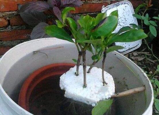 月季水插方法詳解，做好六點(diǎn)簡(jiǎn)單基本步驟生根發(fā)芽快/存活率高