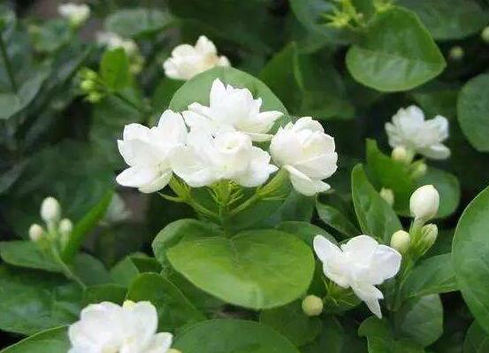 茉莉不開花是什么原因，注意這六點(diǎn)讓你的茉莉花爆盆