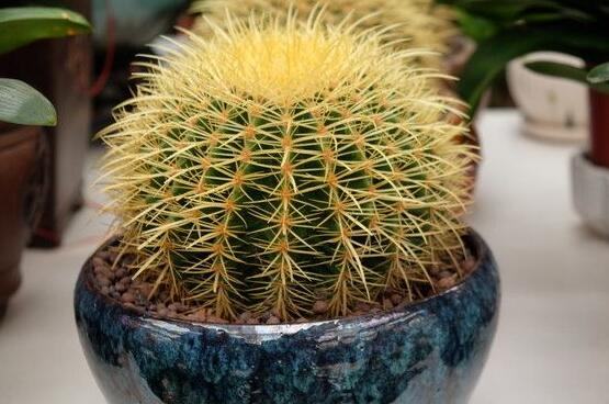 仙人球爛了怎么辦，及時修剪爛根、消毒/保持通風(fēng)透氣