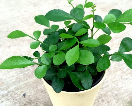 九里香的風(fēng)水作用，九里香的功效與作用