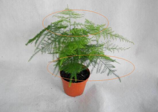 文竹怎么修剪，文竹的修剪方法圖解