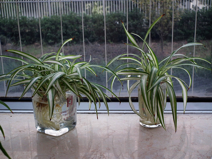 吊蘭水培技術(shù)要點(diǎn)，記住以下五點(diǎn)就夠了