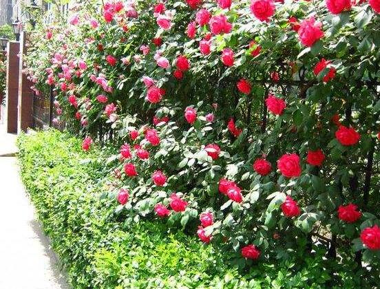 藤本月季怎么爬藤，做好兩大要點(diǎn)可圓滿爬藤(修剪/牽引)