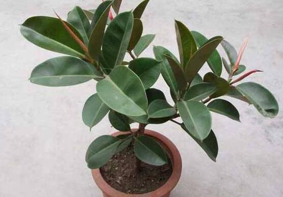 橡皮樹怎么養(yǎng)，牢記七個步驟就可養(yǎng)好
