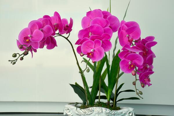 蝴蝶蘭冬季怎么澆水，一星期澆水一次即可