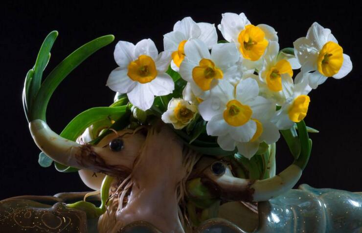 水仙花和蘭花區(qū)別，搞清這幾點不怕種錯