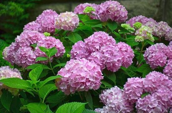 繡球花的花語和寓意，忠貞永恒、浪漫圓滿