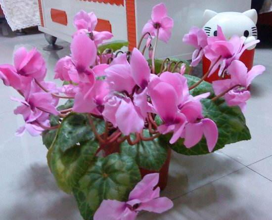 仙客來(lái)開花后怎么養(yǎng)，仙客來(lái)花的養(yǎng)護(hù)技巧