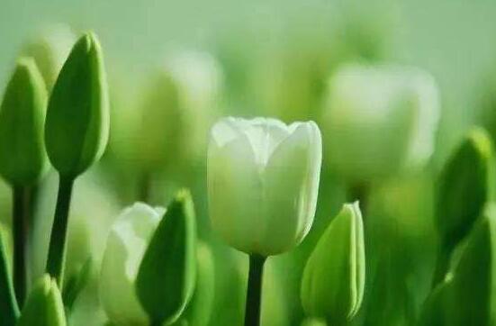 郁金香品種，郁金香七大品種百花齊放