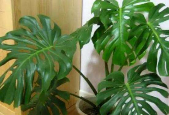 龜背竹有幾個品種，細數(shù)龜背竹六大品種