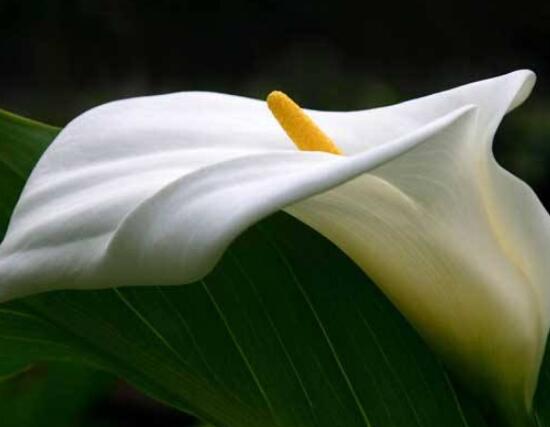 馬蹄蓮的繁殖方法圖解，詳解三種存活率最高常用方法