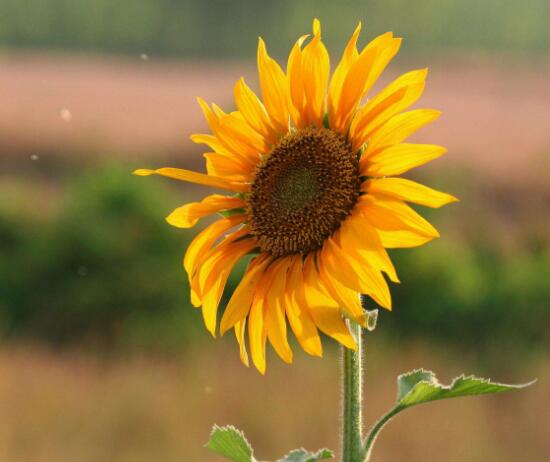 向日葵什么時候開花，向日葵一年開幾次花/每年一次