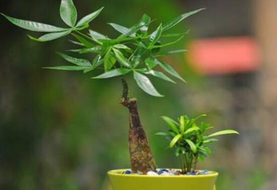 發(fā)財樹換盆后多久澆水，發(fā)財樹移盆注意事項