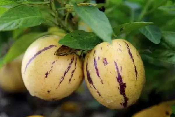 人參果怎么種植，可以通過以下4步進行