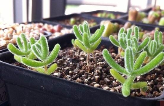 碧光環(huán)和枝干番杏的區(qū)別，教你兩種最直觀分辨方法