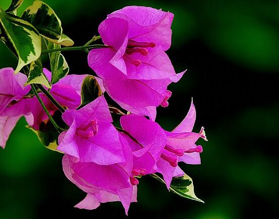 三角梅葉子發(fā)黃怎么辦，四種原因以及解決辦法