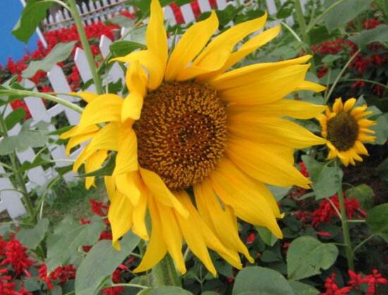 向日葵的藥用價(jià)值，向日葵的功效與作用