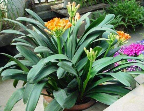 關(guān)于君子蘭開(kāi)花的迷信說(shuō)法是造謠的，君子蘭的風(fēng)水作用介紹