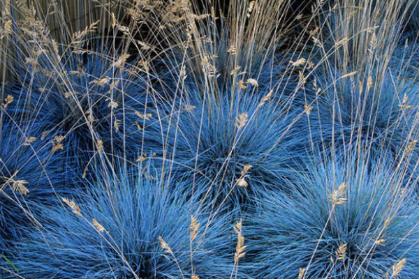 藍羊茅怎么養(yǎng)，充足明亮的光照可提升觀賞性