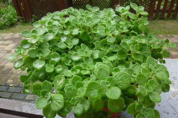 碰碰香老樁怎樣修剪，主要修剪多余的枝條