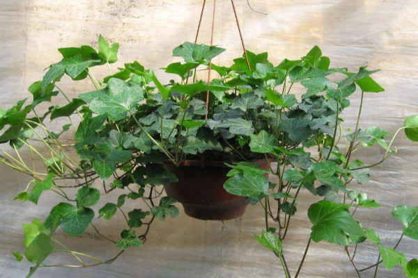 常春藤可以放臥室嗎，放臥室可凈化空氣增加綠意