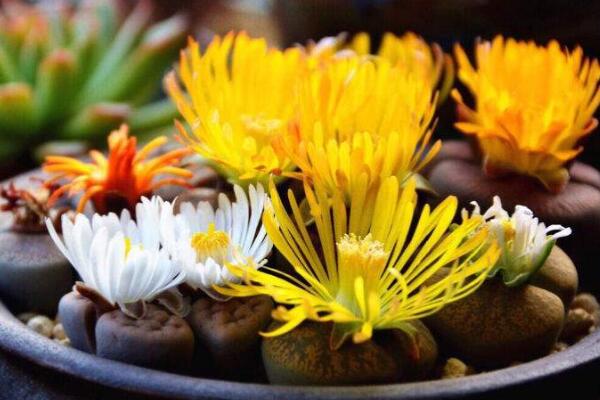 生石花開花還能活嗎，開花后會脫皮但不會死