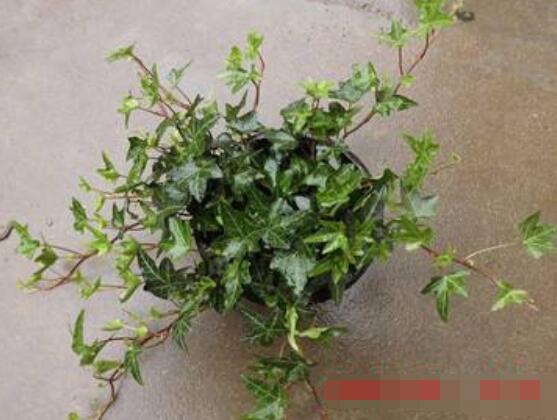 怎樣讓常春藤長得快，教你六個(gè)要點(diǎn)生長枝繁葉茂