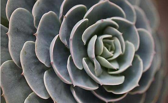 寶石花的花語是什么，代表著一種永不凋謝的愛、大富大貴