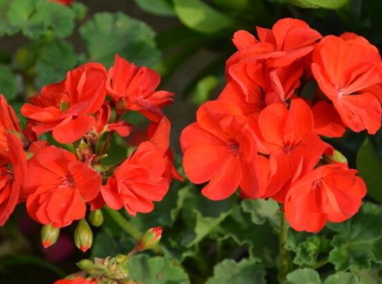 天竺葵適合放室內(nèi)養(yǎng)嗎，導(dǎo)致皮膚過敏、頭暈、胸悶(不建議)