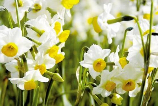 水仙花什么時(shí)候開花，水仙花花期在冬季