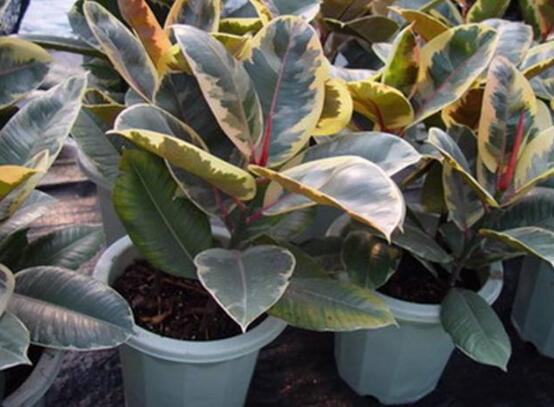 橡皮樹葉子發(fā)黃怎么辦，八個(gè)辦法變得郁郁蔥蔥