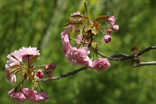 櫻花的養(yǎng)殖方法和注意事項(xiàng)，以下4點(diǎn)必須要做到