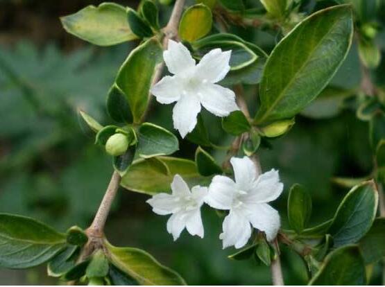 六月雪葉子發(fā)黑脫落怎么辦，做好三個(gè)要點(diǎn)即可恢復(fù)綠意