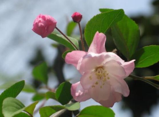 海棠花風(fēng)水寓意，金玉滿堂、富貴迎春