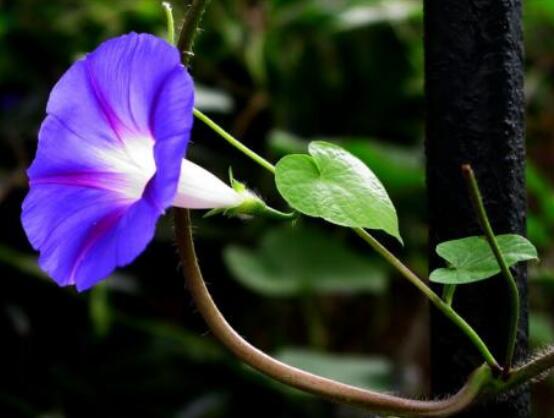 牽?；ǖ木袷鞘裁矗B強不屈，努力拼搏，積極向上