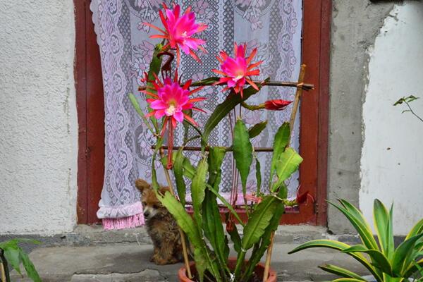 令箭荷花的養(yǎng)殖方法，5步讓你的令箭荷花顏值更高